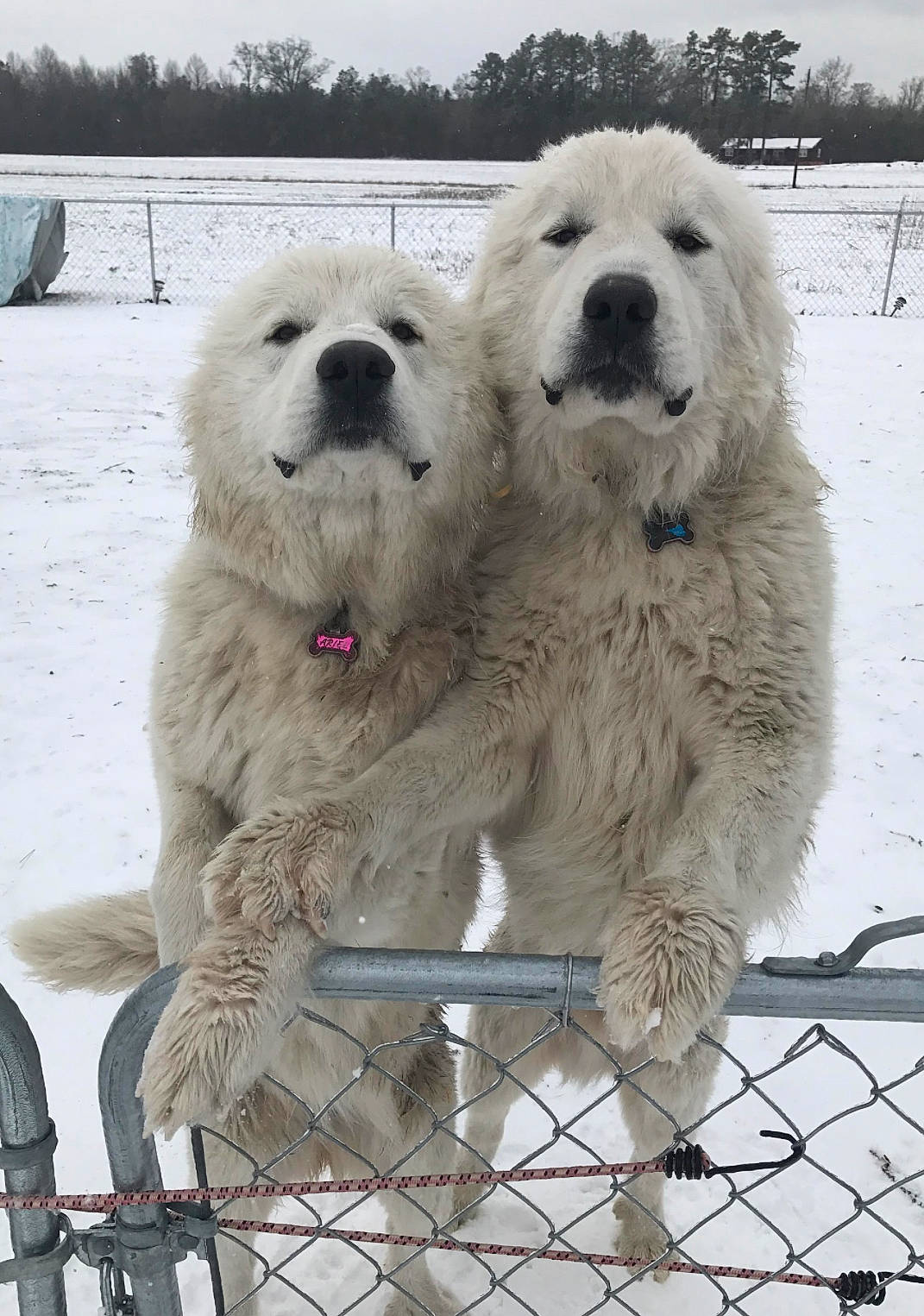 Alaska is registered to the contest to win money with this photo: carnivore, companion_dog, dog, dog_breed, fence, freezing, giant_dog_breed, great_pyrenees, ice_cap, polar_bear, polar_ice_cap, polish_tatra_sheepdog, sky, snout, snow, sporting_group, terrestrial_animal, white, winter, working_animal