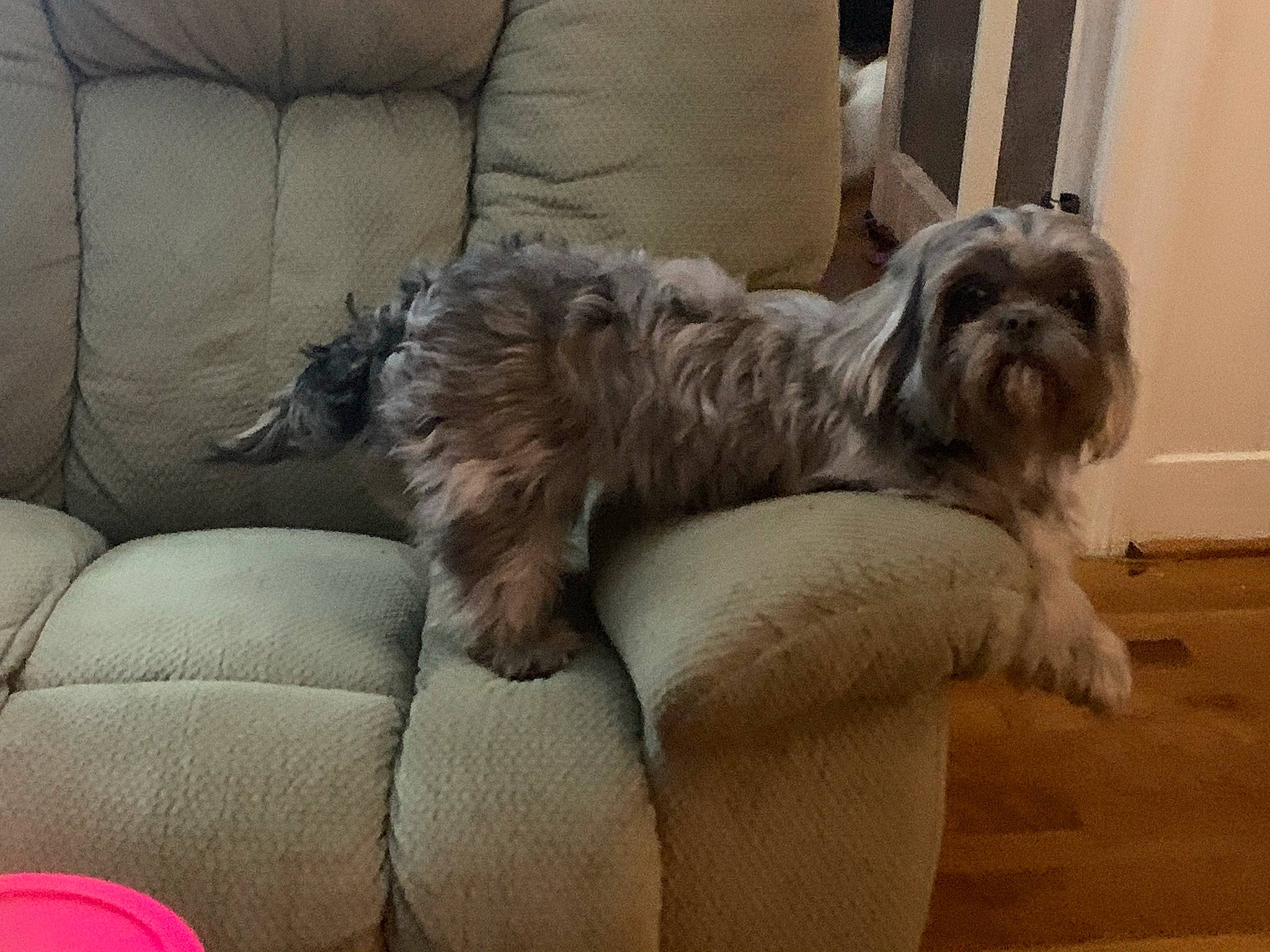 Elly May is registered to the contest to win money with this photo: canidae, carnivore, comfort, companion_dog, couch, dog, dog_breed, dog_supply, fawn, flooring, fur, hardwood, liver, non_sporting_group, small_terrier, sporting_group, tail, terrier, toy_dog, working_animal
