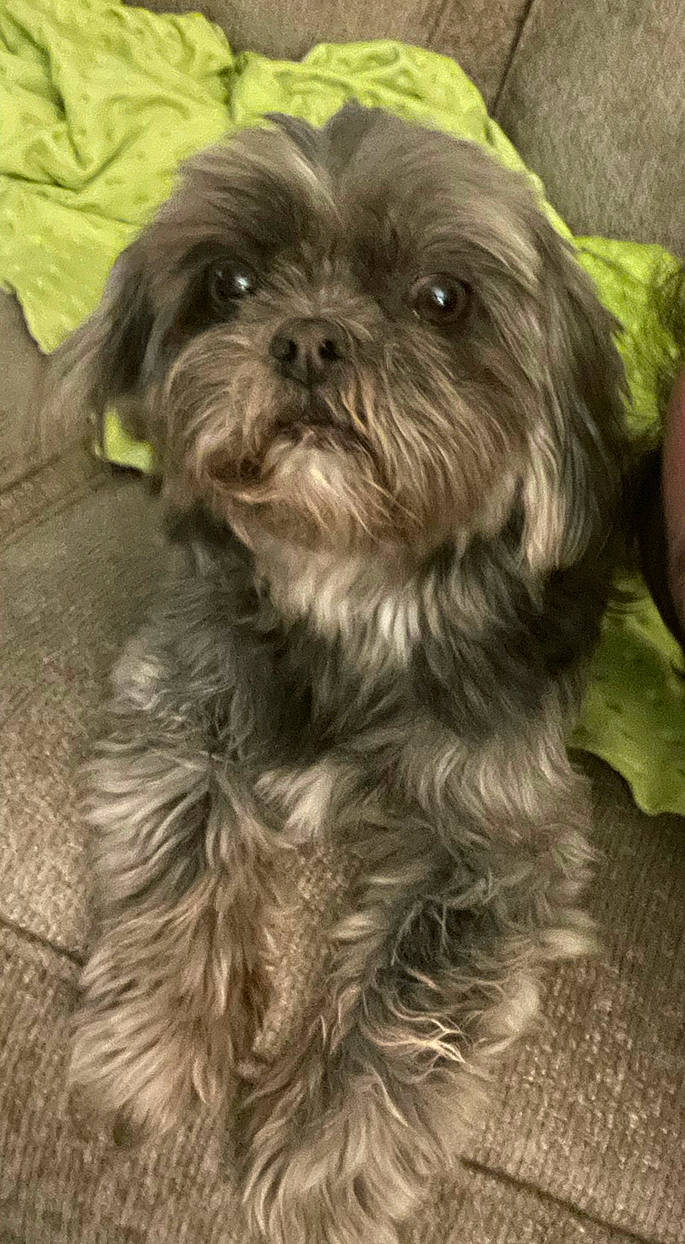 Elly May joined the competition — help win amazing prizes! carnivore, companion_dog, dog, dog_breed, fur, grass, liver, mal_shi, non_sporting_group, pekapoo, shih_poo, shih_tzu, small_terrier, snout, sporting_group, terrestrial_animal, terrier, toy_dog, water_dog, working_animal