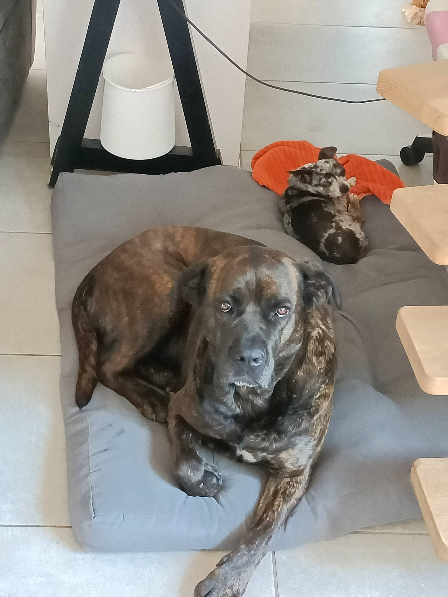 Ollie a rejoint le concours — aidez-le/la à gagner de superbes lots ! canidae, carnivore, chair, collar, comfort, companion_dog, couch, dog, dog_breed, fawn, floor, flooring, fur, guard_dog, gun_dog, liver, metal, snout, sporting_group, working_animal