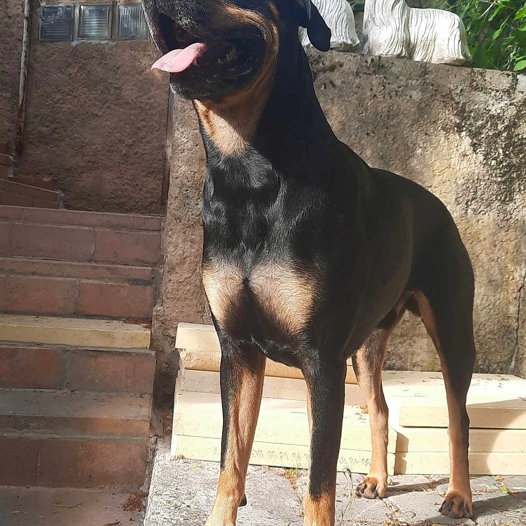 Nilka participe au concours pour gagner de l'argent avec cette photo : dog, black_dog, tan_dog, outdoor, sunlight, stairs, stone_sculpture, concrete, animal, pet, tongue_out, happy, nature, greenery, shadow, texture, portrait, standing, daylight, canine
