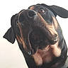 Nilka participe au concours pour gagner de l'argent avec cette photo : dog, close_up, pet, animal, canine, black_and_tan, ears, nose, whiskers, fur, collar, indoor, portrait, looking_up, expression, muzzle, cute, friendly, domestic_animal, companion