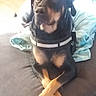 Nilka a rejoint le concours — aidez-le/la à gagner de superbes lots ! rottweiler, dog, pet, animal, sitting, paws, crossed_paws, black_fur, brown_fur, collar, indoor, blanket, floor, canine, domestic_animal, fur, portrait, resting, cute, companion
