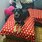 Nilka a rejoint le concours — aidez-le/la à gagner de superbes lots ! rottweiler, dog, blanket, heart_pattern, plush_toy, panda, cushion, pillow, sofa, indoor, tile_floor, pet, animal, resting, black_dog, red_blanket, white_hearts, furniture, cozy, living_room