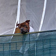 Taiko participe au concours pour gagner de l'argent avec cette photo : animal, brown_dog, canine, close-up, curtain, daylight, dog, ears, face, fence, guard, head, looking, mesh_fence, outdoor, pet, resting, snout, striped_curtain, watching