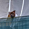 animal, brown_dog, canine, close-up, curtain, daylight, dog, ears, face, fence, guard, head, looking, mesh_fence, outdoor, pet, resting, snout, striped_curtain, watching