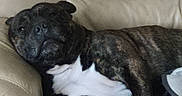 Taiko a rejoint le concours — aidez-le/la à gagner de superbes lots ! animal, brindle, canine, comfortable, companion, couch, cute, dog, fur, home, indoor, laying_down, leather, living_room, mammal, pet, relaxed, resting, sleepy, white_chest