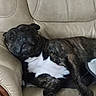 animal, brindle, canine, comfortable, companion, couch, cute, dog, fur, home, indoor, laying_down, leather, living_room, mammal, pet, relaxed, resting, sleepy, white_chest