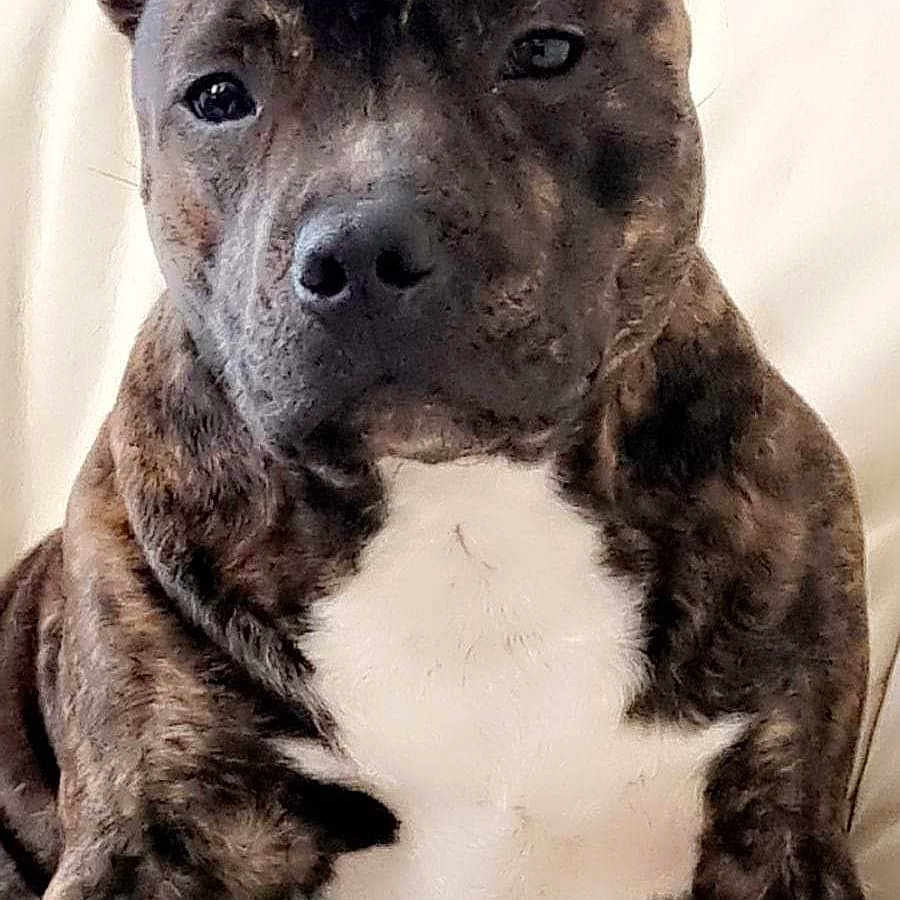 Taiko participe au concours pour gagner de l'argent avec cette photo : dog, brindle, pet, canine, animal, sitting, portrait, white_chest, ears_up, indoor, fur, closeup, mammal, companion, watchful, domestic, friendly, cute, alert, face