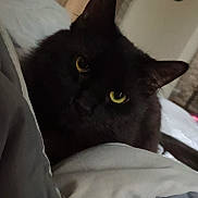 Chips joined the competition — help win amazing prizes! black_cat, cat, pet, animal, bed, blanket, indoor, cozy, feline, yellow_eyes, curtains, soft_light, resting, cute, domestic_cat, furry, portrait, looking, mystery, relaxing