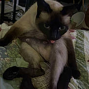 Mable is registered to the contest to win money with this photo: cat, siamese, tongue_out, quilt, indoor, pet, animal, feline, clutter, aquarium, bed, furniture, paw, ears, sitting, face, whiskers, home, domestic, relaxed