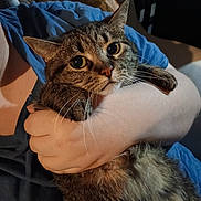 Kitty joined the competition — help win amazing prizes! animal, arm, blue_shirt, cat, closeup, comfort, companion, cuddle, domestic, eyes, feline, fur, hand, holding, indoor, person, pet, relaxation, tabby, whiskers
