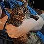 animal, arm, blue_shirt, cat, closeup, comfort, companion, cuddle, domestic, eyes, feline, fur, hand, holding, indoor, person, pet, relaxation, tabby, whiskers
