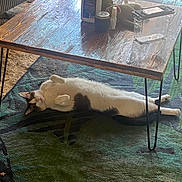 Sammy joined the competition — help win amazing prizes! cat, table, wooden_table, rug, indoor, relaxed, resting, furniture, sunlight, shadow, pet, cozy, floor, domestic, animal, home, decor, sleeping, white_cat, black_and_white