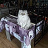 animal, cat, chairs, decor, dining_room, fluffy_cat, furniture, green_eyes, home, indoors, long_hair, pet, photography, portrait, sitting, staring, table, tablecloth, white_cat, wooden_floor