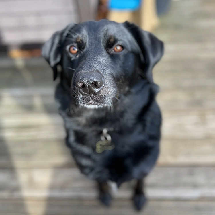 Midnight joined the competition — help win amazing prizes! animal, boardwalk, bridge, canine, dog, hound, labradorretriever, person, pet, pointer, policedog, puppy, snout, walkingdog, water, waterfront, wood