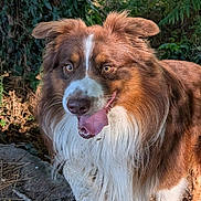 Shelby participe au concours pour gagner de l'argent avec cette photo : dog, brown, white, fluffy, tongue_out, outdoor, nature, greenery, happy, playful, pet, animal, fur, ears, eyes, snout, tree, sunlight, ground, forest