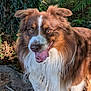 dog, brown, white, fluffy, tongue_out, outdoor, nature, greenery, happy, playful, pet, animal, fur, ears, eyes, snout, tree, sunlight, ground, forest