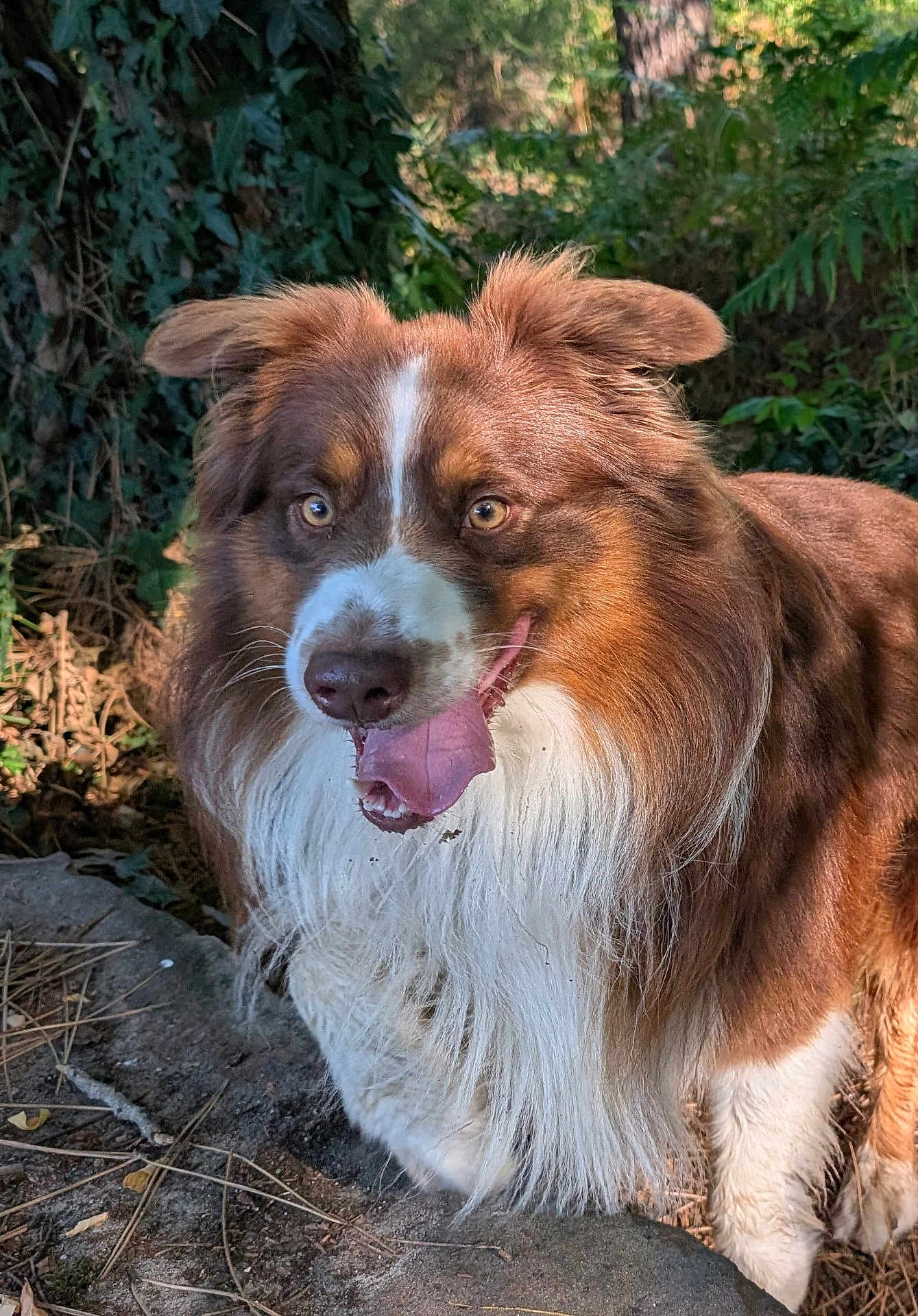 Shelby participe au concours pour gagner de l'argent avec cette photo : dog, brown, white, fluffy, tongue_out, outdoor, nature, greenery, happy, playful, pet, animal, fur, ears, eyes, snout, tree, sunlight, ground, forest