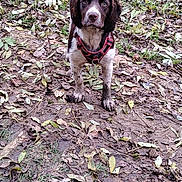 Aska participe au concours pour gagner de l'argent avec cette photo : dog, muddy, outdoor, leaves, dirt, nature, pet, animal, brown, white, harness, looking, young, ears, fur, four_legs, ground, playful, curious, canine