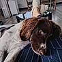 Aska participe au concours pour gagner de l'argent avec cette photo : brown, chair, cozy, dog, feet, floor, furniture, indoor, kitchen, lap, living_room, person, pet, relaxing, resting, sleepy, slippers, striped_pants, table, white