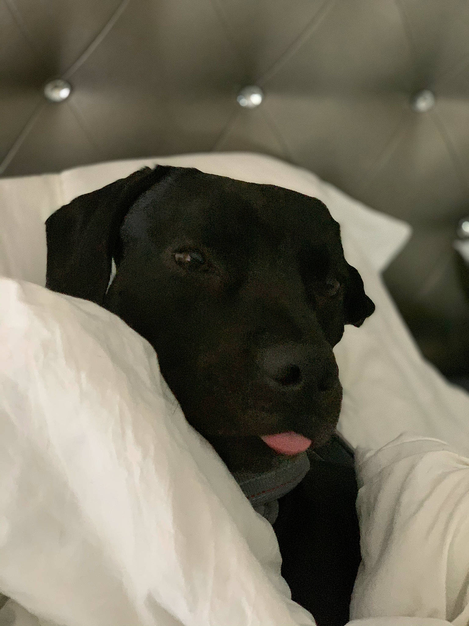 Braxton is registered to the contest to win money with this photo: beagador, black, borador, canidae, carnivore, dog, dog_breed, labrador_retriever, nose, patterdale_terrier, puppy, rare_breed_dog, retriever, snout, sporting_group