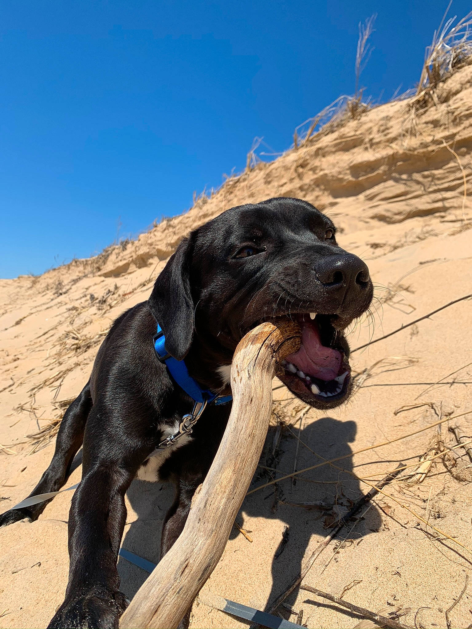 Braxton is registered to the contest to win money with this photo: adventure, canidae, carnivore, dog, dog_breed, hunting_dog, mountain, sporting_group, vacation