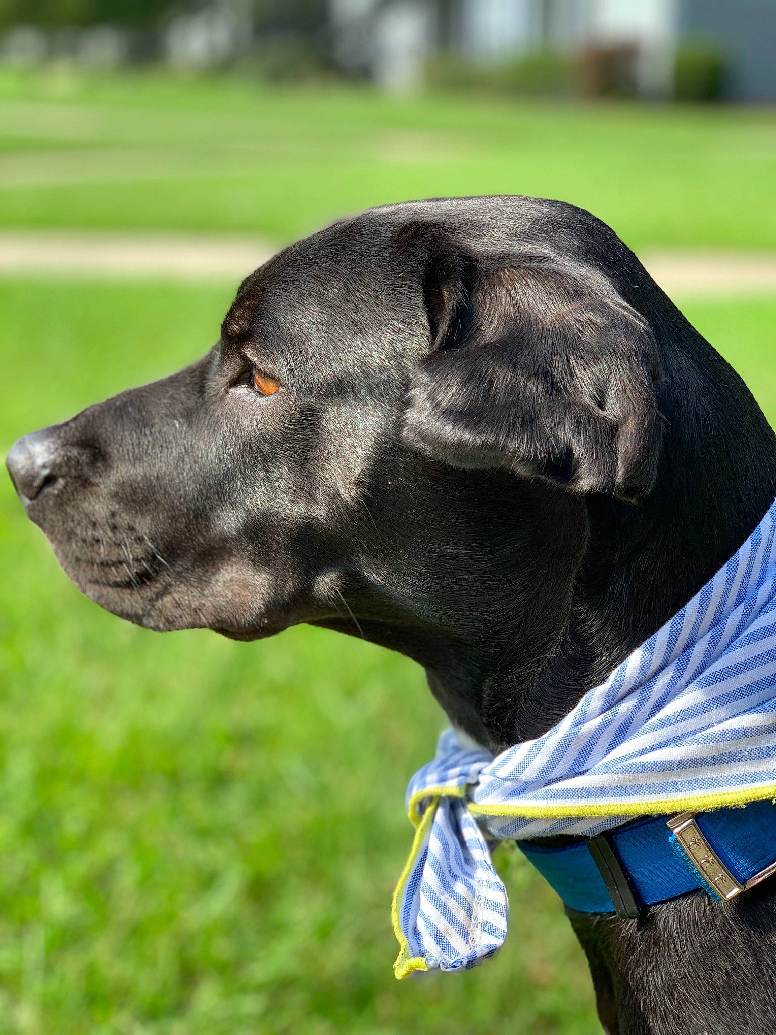 Braxton joined the competition — help win amazing prizes! canidae, carnivore, dog, dog_breed, dog_collar, guard_dog, hunting_dog, mammal, obedience_training, snout, sporting_group, vertebrate