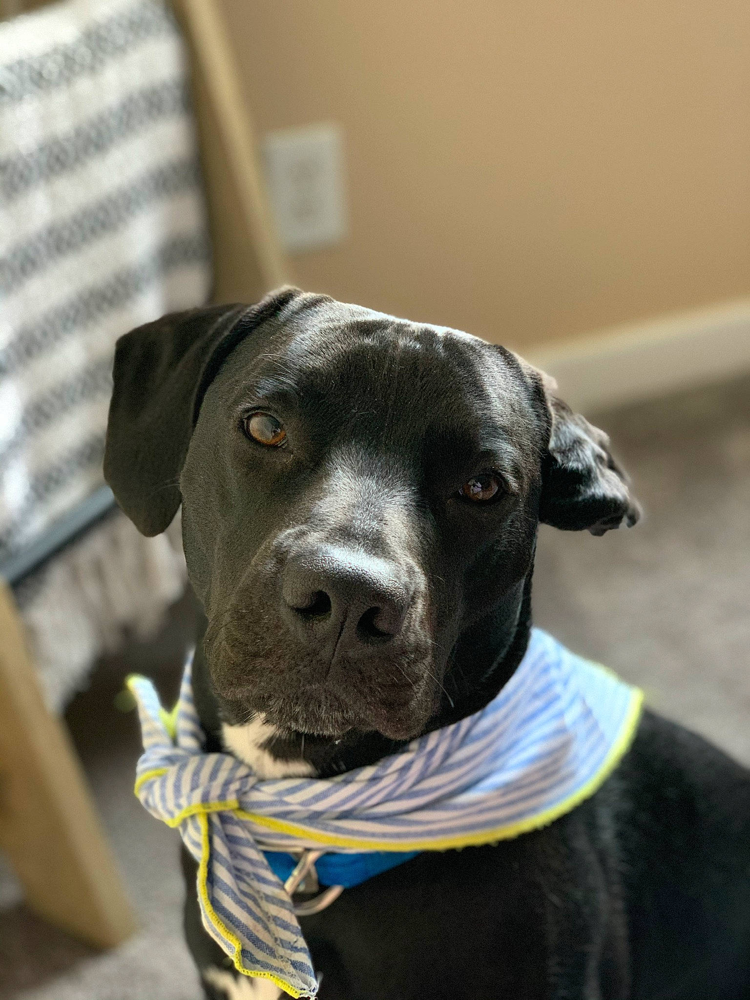 Braxton joined the competition — help win amazing prizes! american_pit_bull_terrier, american_staffordshire_terrier, bandog, canidae, carnivore, dog, dog_breed, dog_collar, ear, fawn, labrador_retriever, non_sporting_group, puppy, rare_breed_dog, snout, sporting_group, whiskers