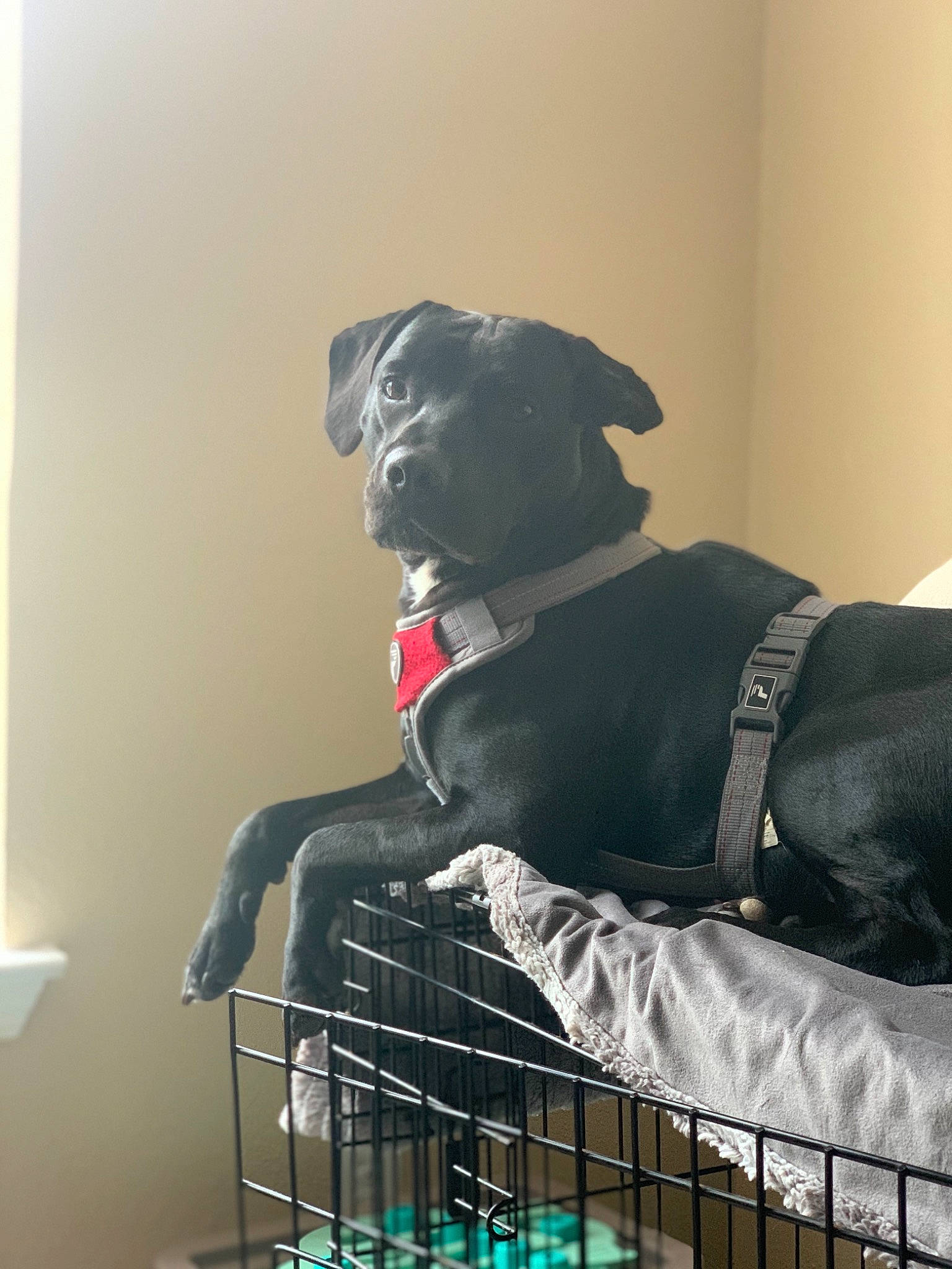 Braxton is registered to the contest to win money with this photo: canidae, carnivore, companion_dog, dog, dog_breed, great_dane, guard_dog, non_sporting_group, sporting_group