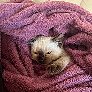 Harley participe au concours pour gagner de l'argent avec cette photo : kitten, cat, siamese, paw, blanket, purple, cozy, fur, sleepy, pet, indoor, cute, animal, snuggled, soft, resting, closeup, young, comfort, warm