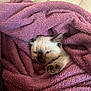 kitten, cat, siamese, paw, blanket, purple, cozy, fur, sleepy, pet, indoor, cute, animal, snuggled, soft, resting, closeup, young, comfort, warm