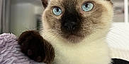 Harley participe au concours pour gagner de l'argent avec cette photo : cat, kitten, siamese, blue_eyes, paw, fur, close_up, pet, animal, whiskers, indoor, blanket, soft_texture, resting, cute, young, portrait, feline, curious, domestic
