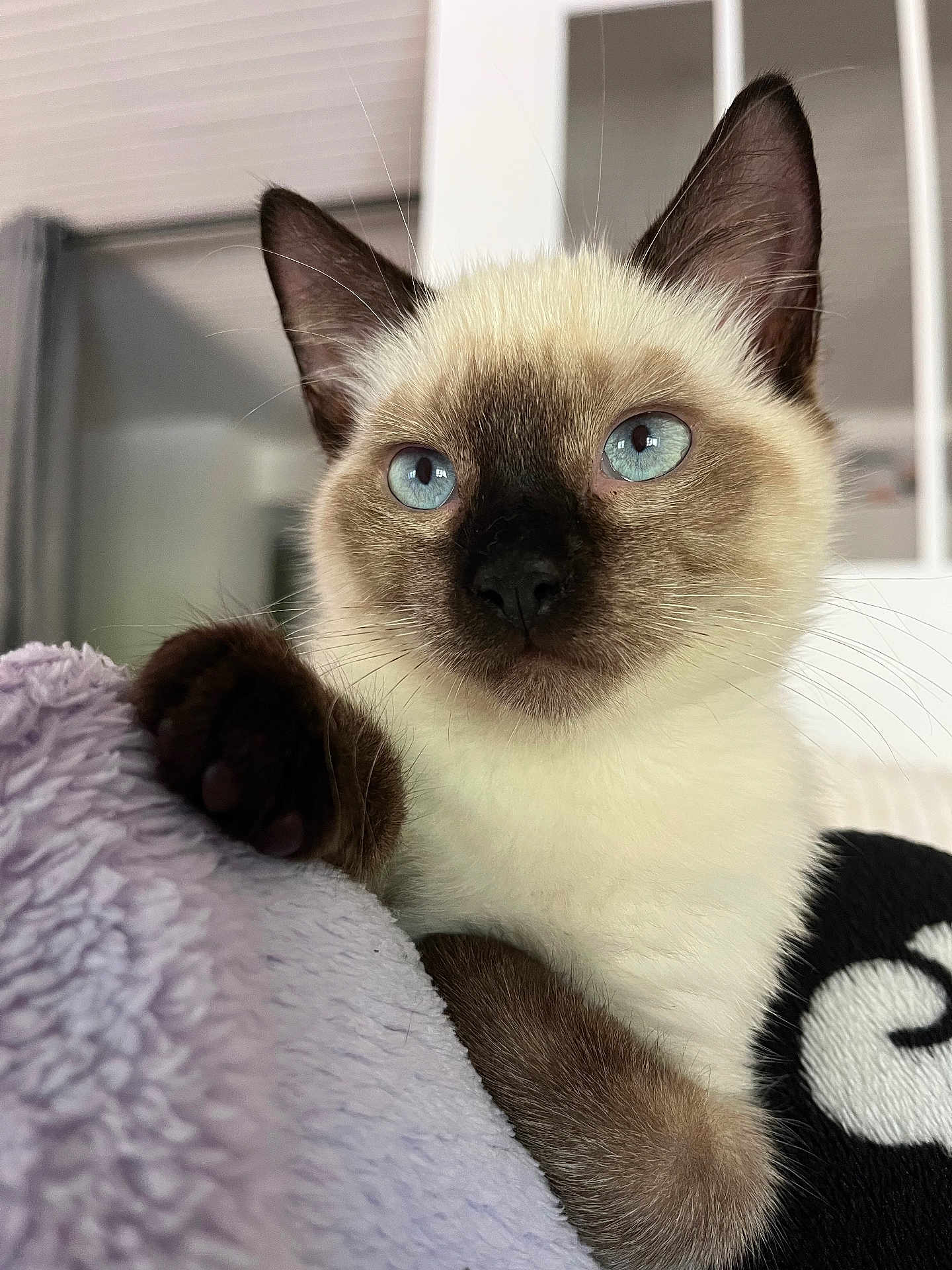 Harley participe au concours pour gagner de l'argent avec cette photo : cat, kitten, siamese, blue_eyes, paw, fur, close_up, pet, animal, whiskers, indoor, blanket, soft_texture, resting, cute, young, portrait, feline, curious, domestic