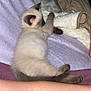Harley participe au concours pour gagner de l'argent avec cette photo : kitten, cat, siamese, fluffy, blanket, couch, indoor, pet, animal, relaxing, soft, furry, paw, tail, resting, cute, young, feline, comfort, cozy
