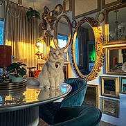 Keefer is registered to the contest to win money with this photo: cat, table, mirror, chair, indoor, decor, plant, lamp, curtain, reflection, carpet, furniture, pet, fluffy, golden_light, vintage_style, ornate, cozy, portrait, calm