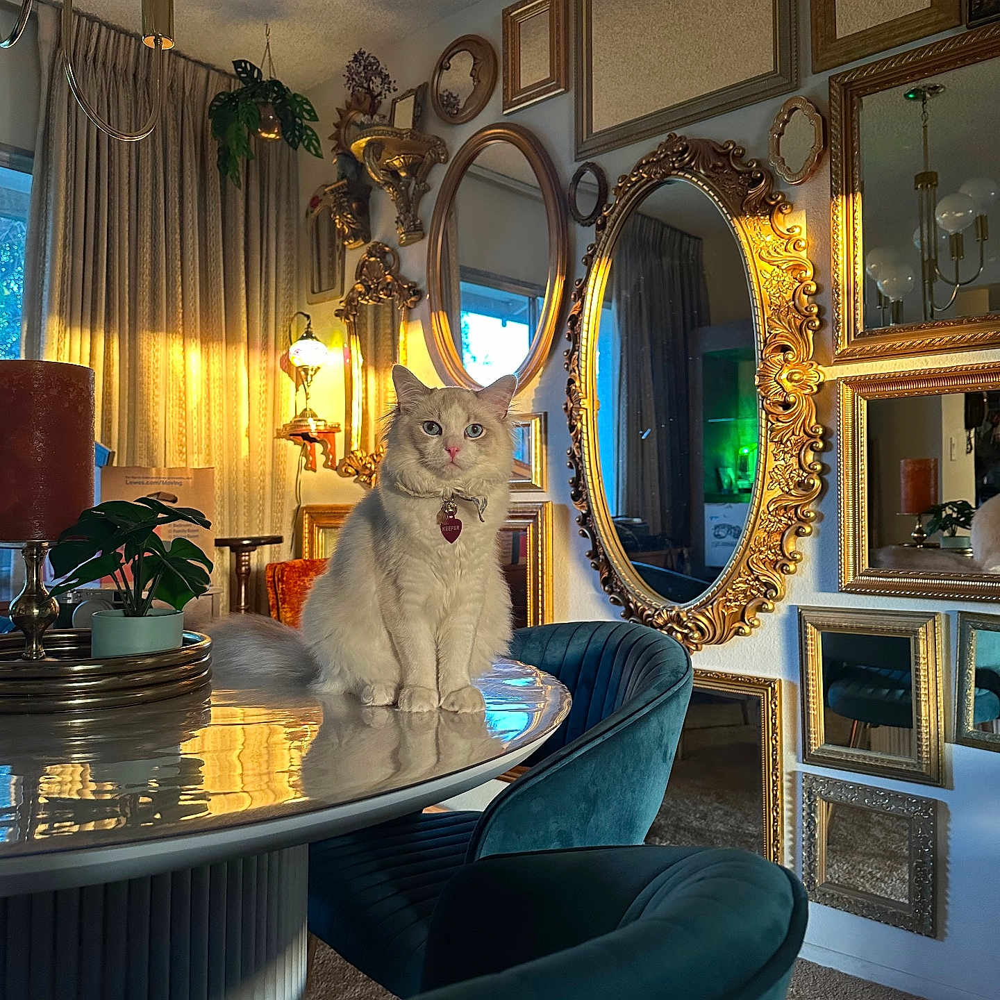 Keefer is registered to the contest to win money with this photo: calm, carpet, cat, chair, cozy, curtain, decor, fluffy, furniture, golden_light, indoor, lamp, mirror, ornate, pet, plant, portrait, reflection, table, vintage_style