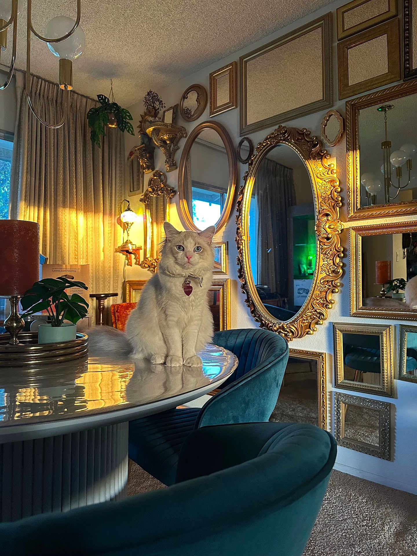 Keefer is registered to the contest to win money with this photo: cat, table, mirror, chair, indoor, decor, plant, lamp, curtain, reflection, carpet, furniture, pet, fluffy, golden_light, vintage_style, ornate, cozy, portrait, calm