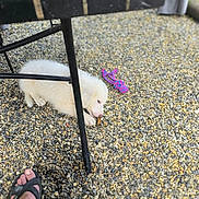 Al King participe au concours pour gagner de l'argent avec cette photo : puppy, dog, white_fur, chewing, gravel, outdoor, toy, rope_toy, footwear, sandal, chair, metal_chair, pet, animal, relaxing, playing, casual, summer, daylight, resting