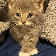 Leo joined the competition — help win amazing prizes! kitten, cat, gray, white_paw, fur, whiskers, eyes, blanket, cozy, cute, animal, pet, indoor, young, feline, soft, curious, close_up, resting, comfort