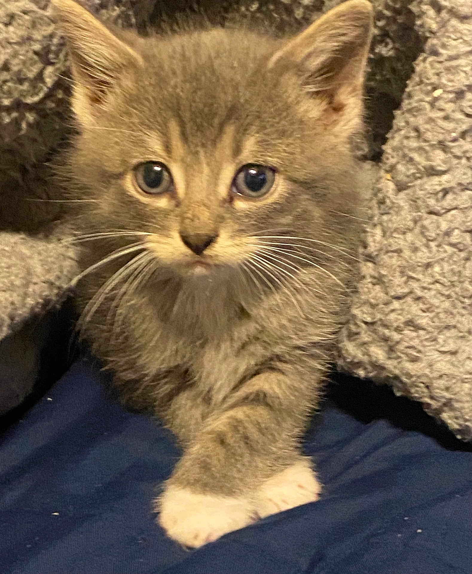 Leo joined the competition — help win amazing prizes! kitten, cat, gray, white_paw, fur, whiskers, eyes, blanket, cozy, cute, animal, pet, indoor, young, feline, soft, curious, close_up, resting, comfort