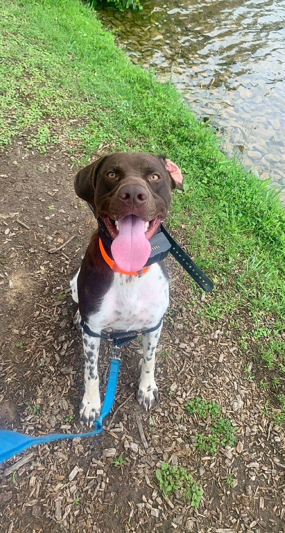 Bullet joined the competition — help win amazing prizes! borador, carnivore, collar, companion_dog, dog, dog_breed, dog_collar, dog_supply, fawn, grass, gun_dog, leash, liver, plant, snout, soil, sporting_group, tail, water, working_animal