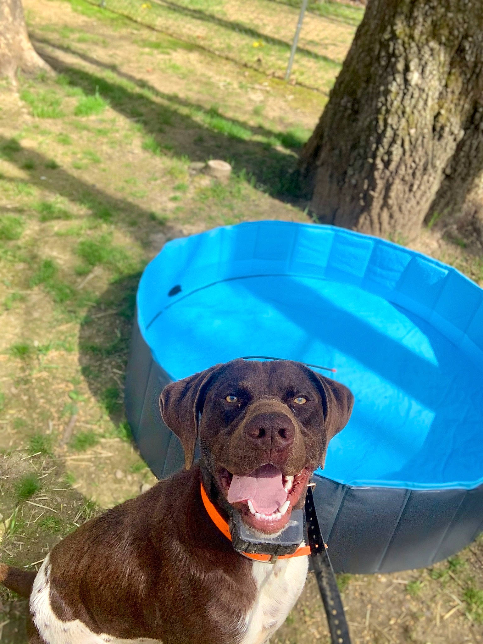 Bullet is registered to the contest to win money with this photo: canidae, carnivore, collar, companion_dog, dog, dog_breed, dog_collar, dog_supply, electric_blue, fawn, grass, hat, leash, liver, pet_supply, snout, sporting_group, tail, tree, working_animal