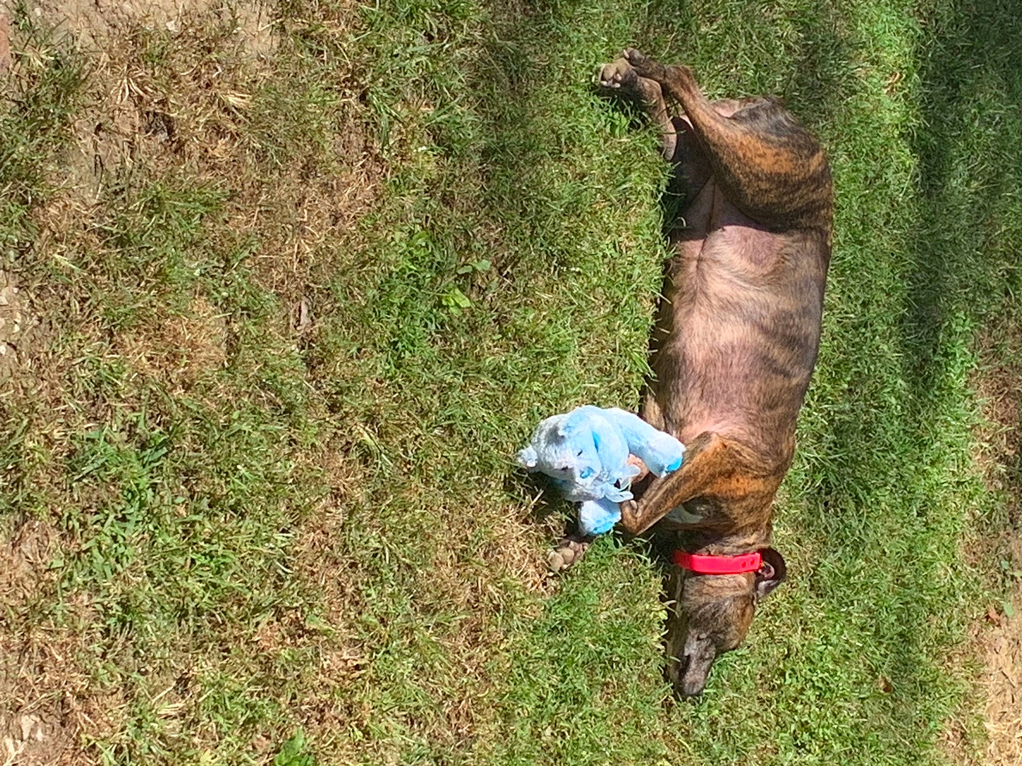 Ilean joined the competition — help win amazing prizes! canidae, carnivore, dog, dog_breed, fawn, fish, grass, grassland, groundcover, liver, pasture, people_in_nature, plant, recreation, soil, sporting_group, tail, terrestrial_animal, wildlife, working_animal