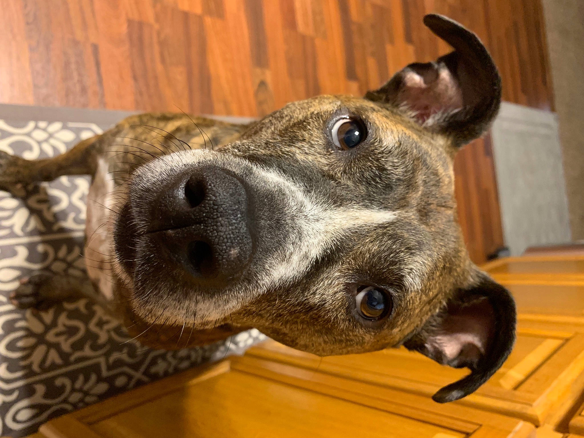 Ilean is registered to the contest to win money with this photo: canidae, carnivore, collar, companion_dog, dog, dog_breed, dog_collar, ear, fawn, fur, hardwood, jaw, liver, metal, pet_supply, snout, sporting_group, whiskers, wood, working_animal