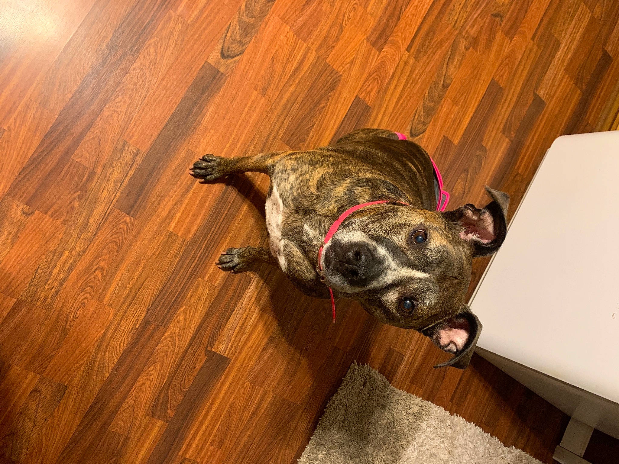 Ilean joined the competition — help win amazing prizes! canidae, carnivore, companion_dog, dog, dog_breed, ear, fawn, floor, flooring, hardwood, laminate_flooring, plank, snout, sporting_group, tail, varnish, whiskers, wood, wood_stain, working_animal