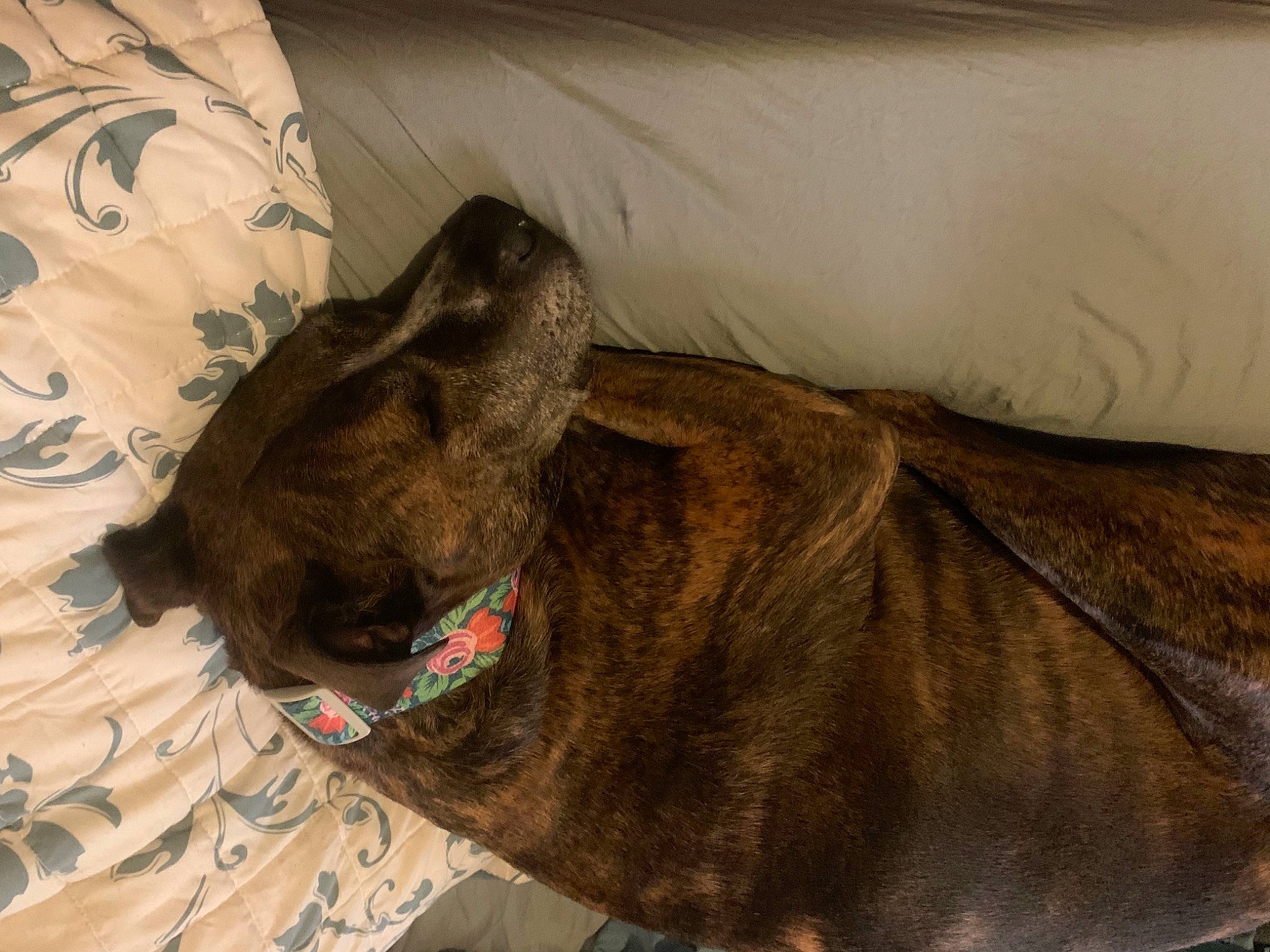 Ilean is registered to the contest to win money with this photo: canidae, carnivore, collar, comfort, companion_dog, dog, dog_breed, dog_collar, dog_supply, fawn, fur, grey, guard_dog, linens, liver, snout, sporting_group, whiskers, working_animal, wrinkle