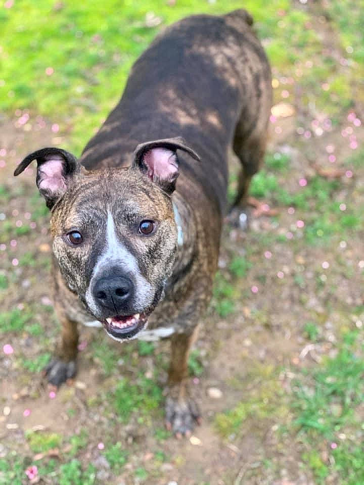 Ilean joined the competition — help win amazing prizes! canidae, carnivore, collar, companion_dog, dog, dog_breed, dog_collar, dogo_sardesco, fawn, grass, non_sporting_group, plant, snout, sporting_group, tail, terrestrial_animal, whiskers, wildlife, working_animal, working_dog