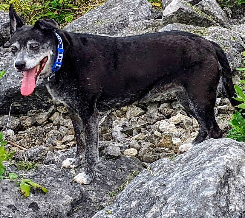 Sookie is registered to the contest to win money with this photo: adventure, canidae, carnivore, collar, companion_dog, dog, dog_breed, dog_collar, dog_supply, hunting_dog, leash, pet_supply, snout, soil, sporting_group, tail, terrestrial_animal, working_animal, working_dog