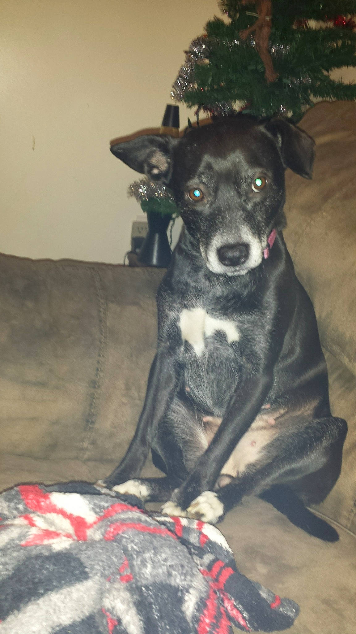 Sookie is registered to the contest to win money with this photo: borador, carnivore, collar, comfort, companion_dog, couch, dog, dog_breed, fur, guard_dog, non_sporting_group, sleeper_chair, snout, sporting_group, terrestrial_animal, whiskers, working_animal, working_dog